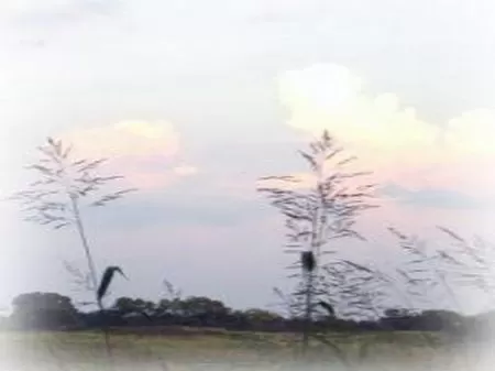 4.8 Acre Homesite Lot