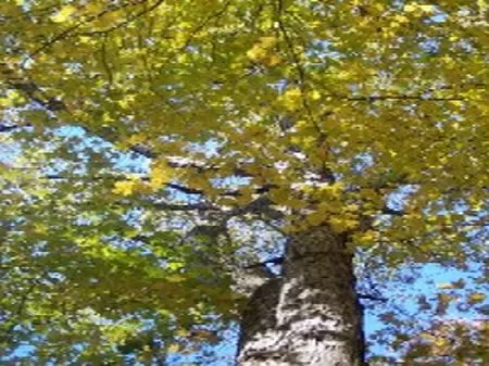 Mostly Wooded 8 Acre Homesite