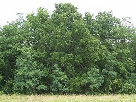 Beautiful 5 Acre Homesite property photo 1