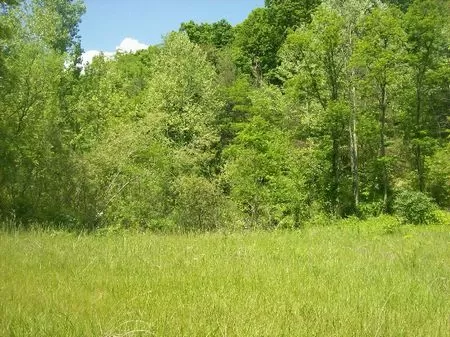 32 Ac. Of Hunting Near Wayne N F