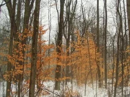43 Acres