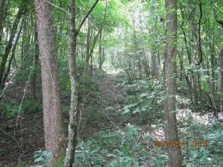 61 Acre Wooded Tract