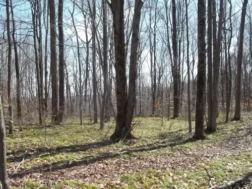 Zaleski Woods