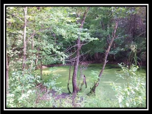 20 Acre Hunting Property property photo 1